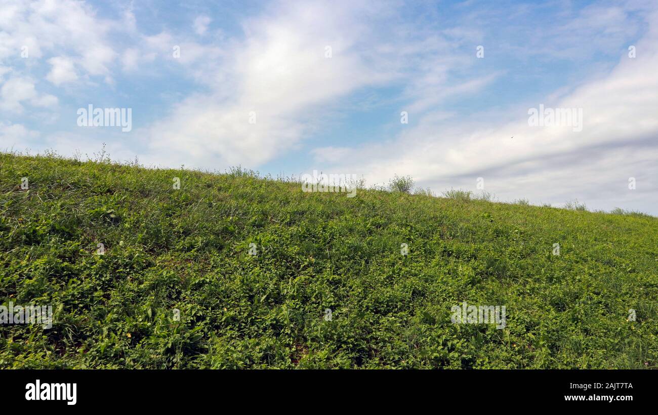 Seulement herbe et ciel Banque D'Images