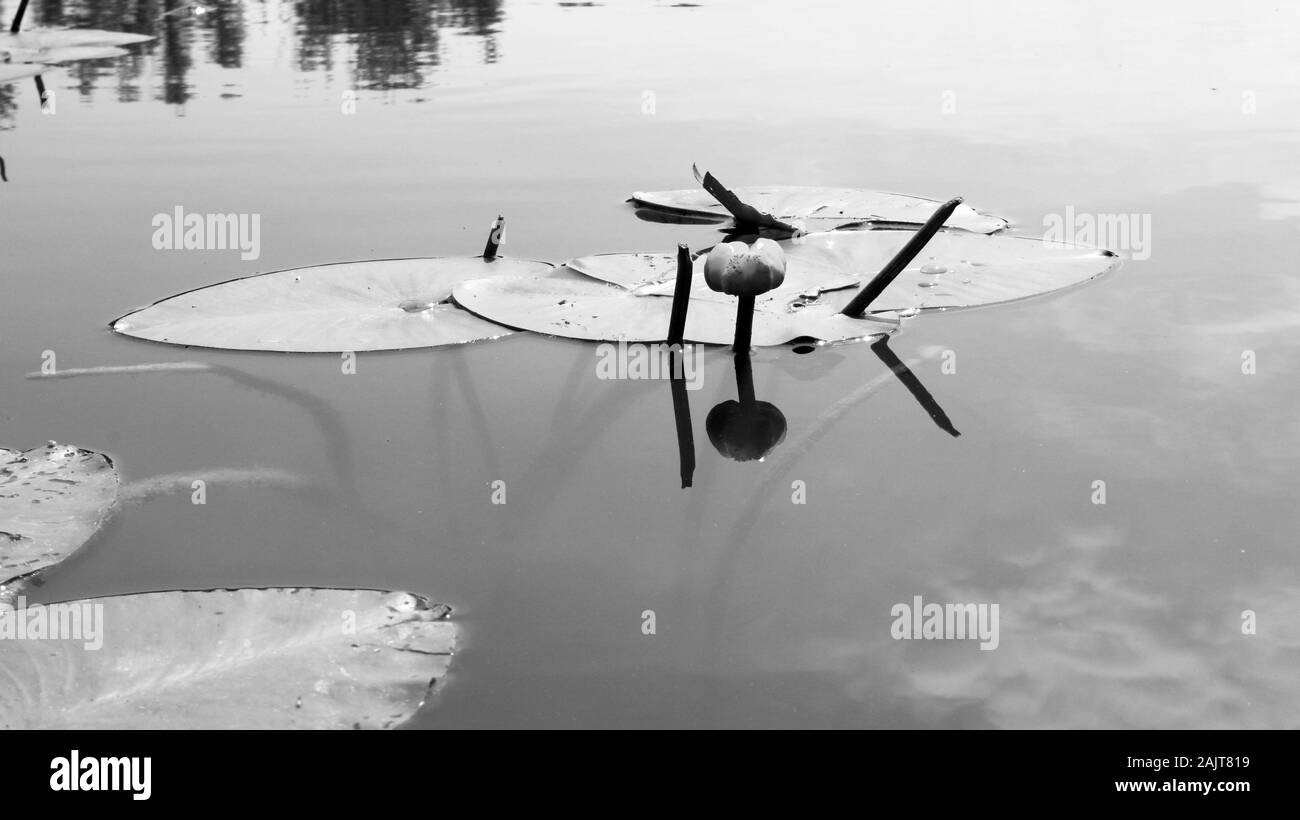 Lis d’eau Banque D'Images