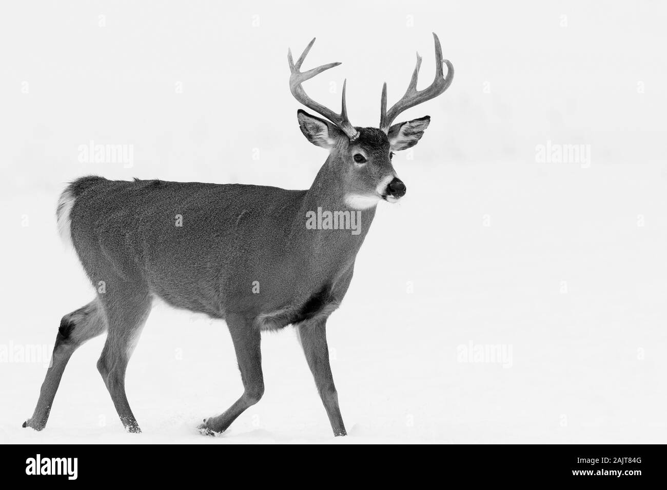 Le cerf de Virginie (Odocoileus virginianus), également connu sous le nom de cerf en hiver Banque D'Images