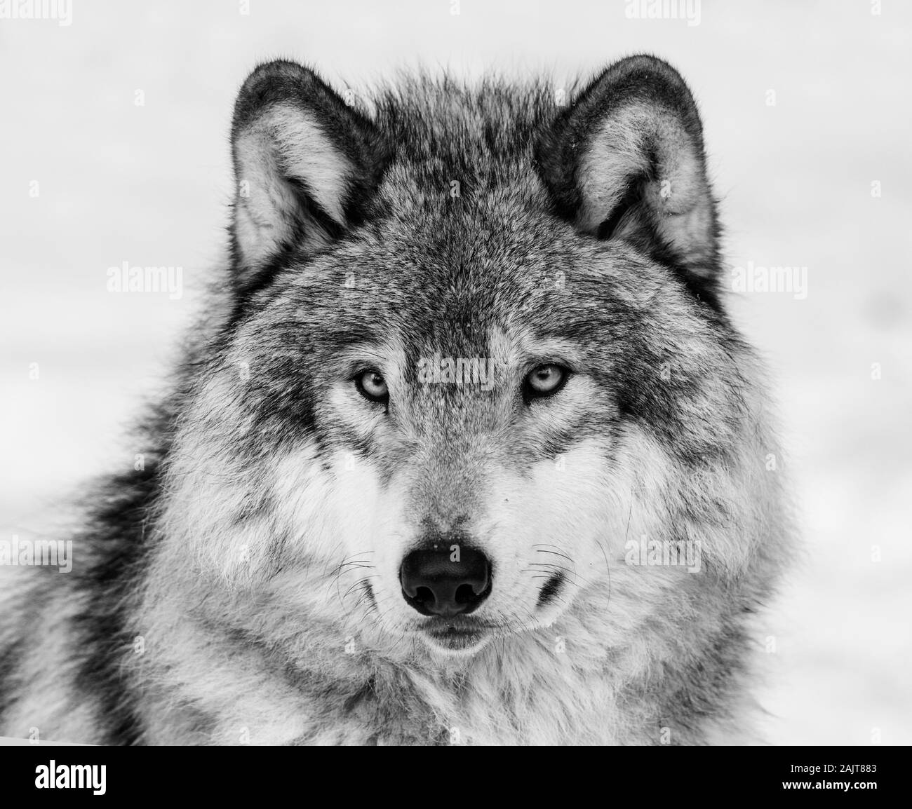 Portrait de loup en bois en hiver, portrait noir et blanc Banque D'Images