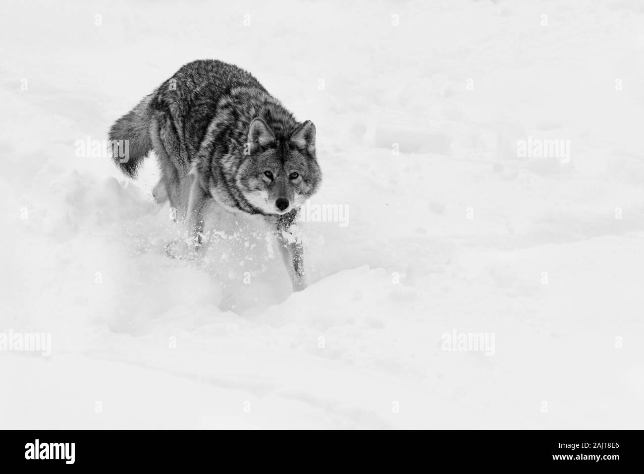 grand coyote mâle en hiver Banque D'Images