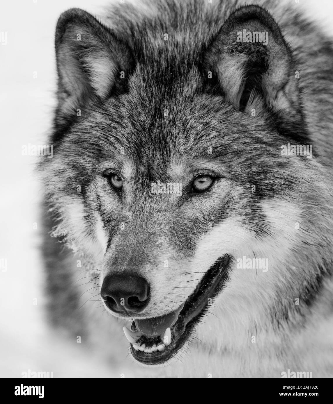 Portrait de loup en bois en hiver, portrait noir et blanc Banque D'Images