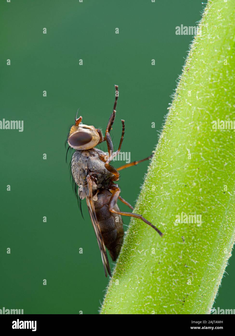 Photo-winged voler, espèces Ulidiidae, toilettage de ses pattes de devant sur une tige de la plante, vue de côté. Photo-mouches ailées sont une grande famille, la diversité des mouches, Banque D'Images