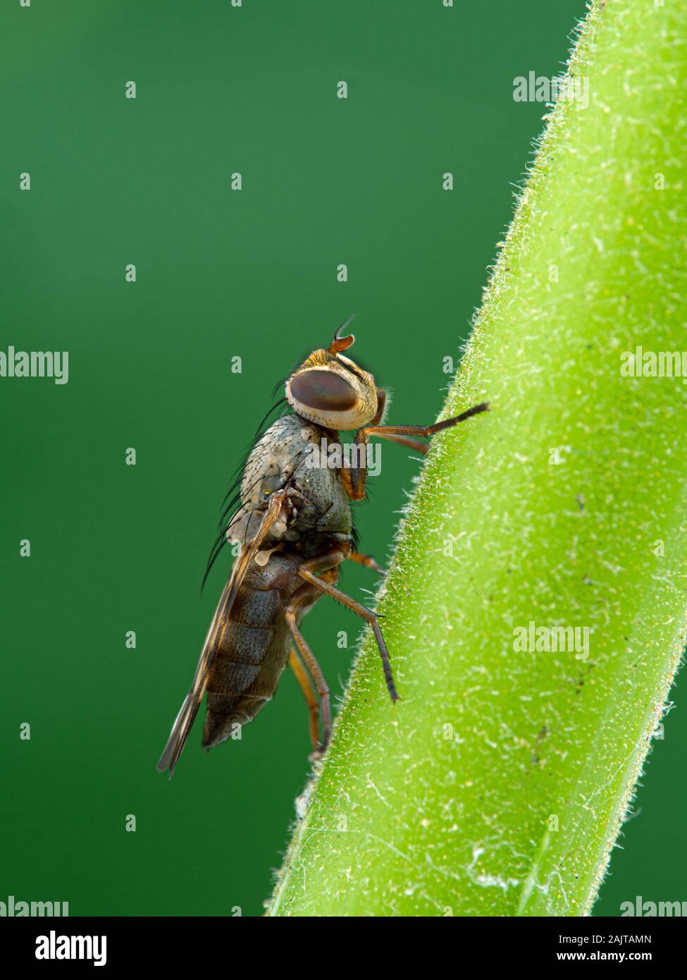 Photo-winged voler, Ulidiidae espèces, sur une tige de la plante, vue de côté. Photo-mouches ailées sont une grande famille diversifiée, de mouches, souvent trouvés dans le sel mars Banque D'Images