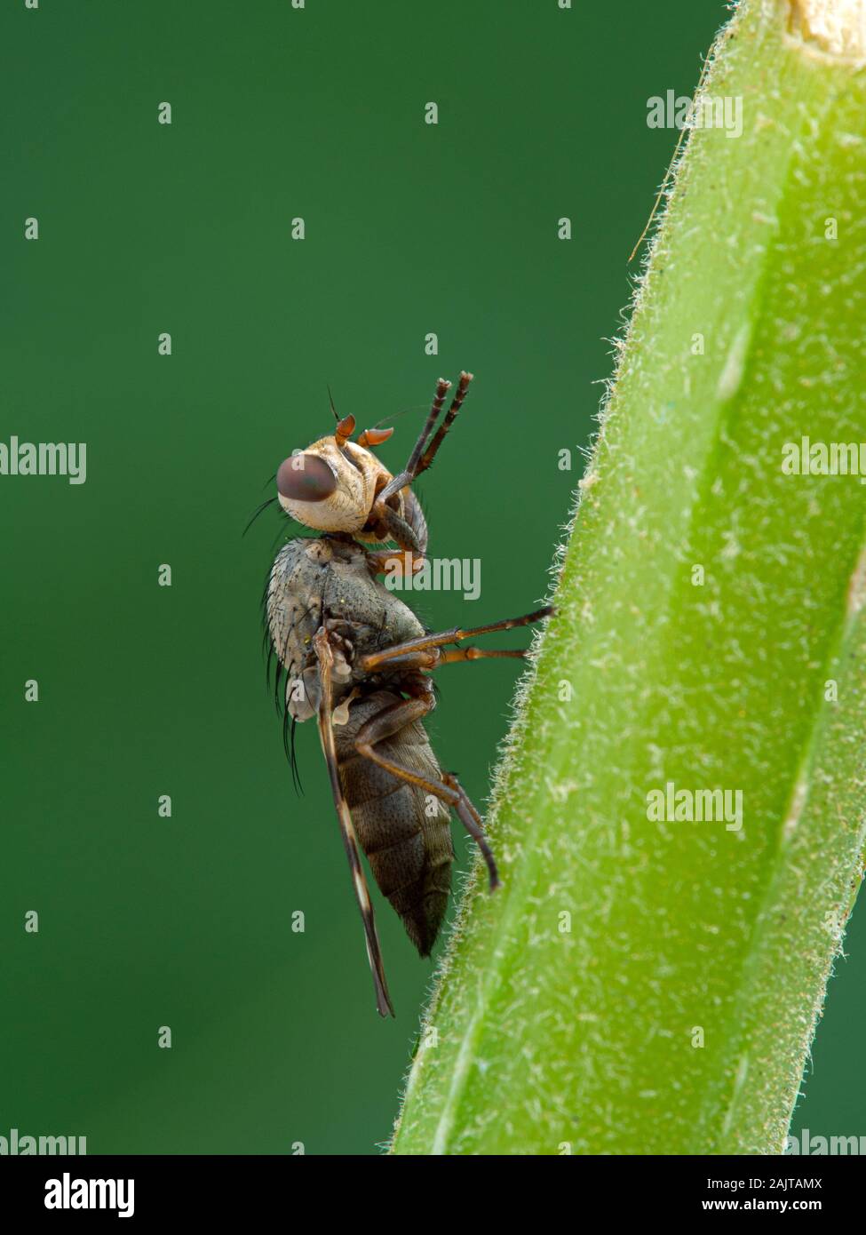 Photo-winged voler, Ulidiidae espèces, son nettoyage visage sur tige de la plante, vue de côté. Photo-mouches ailées sont une grande famille diversifiée, de mouches, souvent fo Banque D'Images