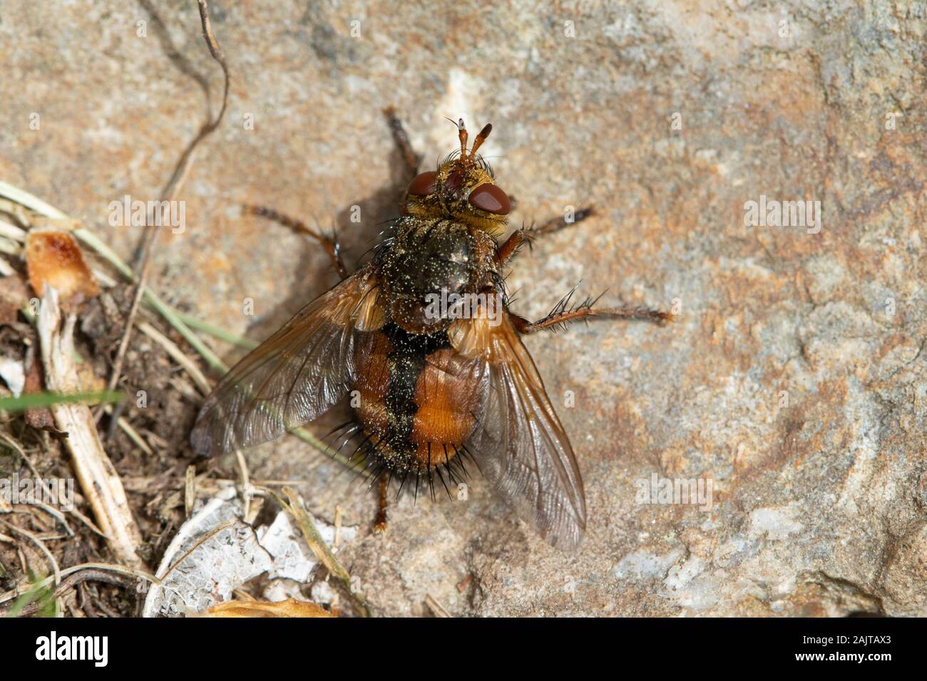 Tachina fera, une mouche tachinide, reposant sur un rocher Banque D'Images