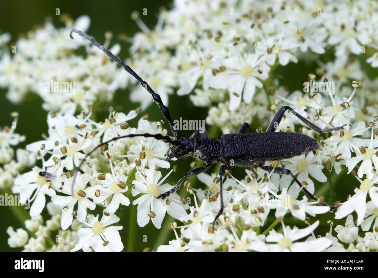 Cerambyx scopolli (Capricorne Beetle) sur des fleurs d'umbellifer Banque D'Images