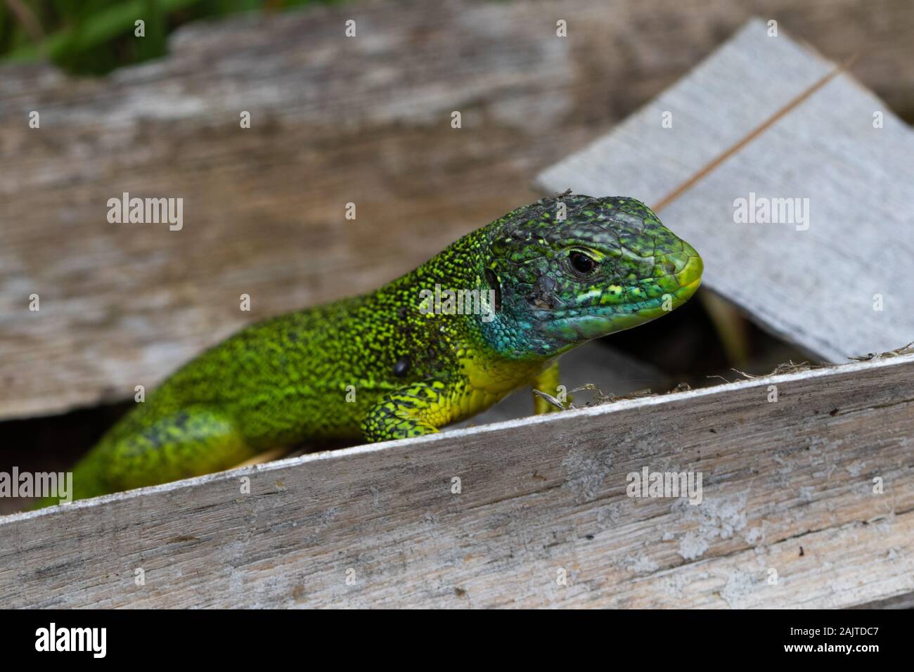 Lizard vert occidental (Lacerta bilineata) reposant dans une pile de bois jetés Banque D'Images