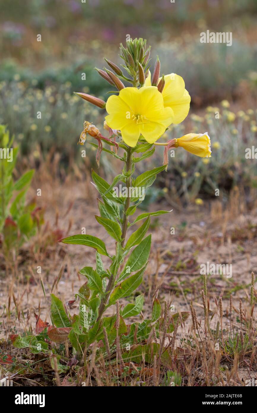 Fleur d'onagre À grande fleur (Oenothera glavioviana) Banque D'Images