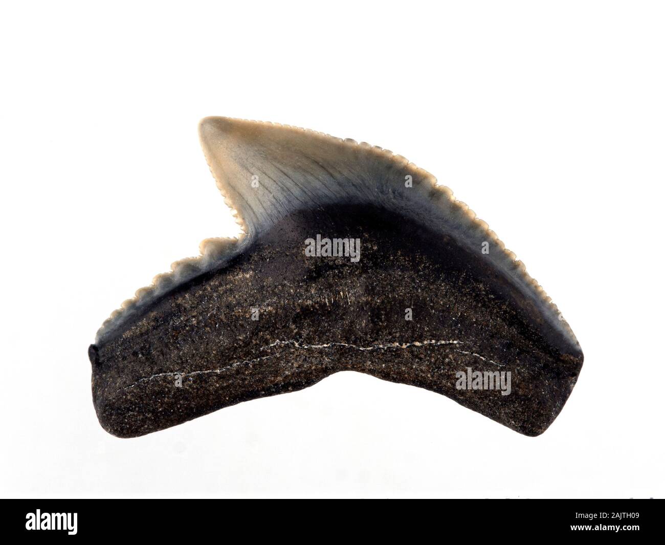 Dent de requin tigre fossile, Galeocerdo cuvier. Les requins tigre évolué dans le Miocène, qui s'étend de 5 à 23 millions d'années Banque D'Images