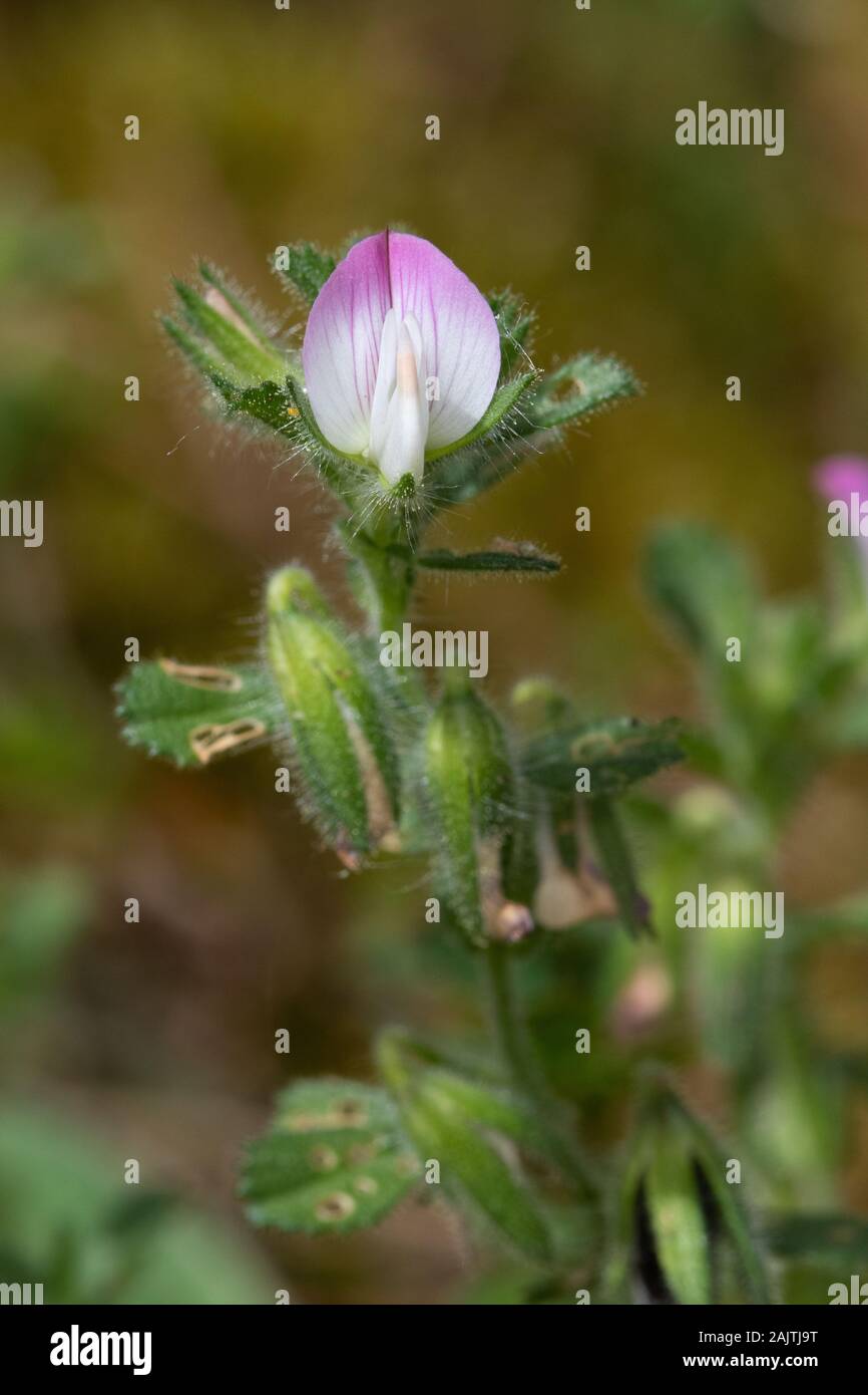 Fleur de Restharrow à épines (Ononis spinosa) Banque D'Images