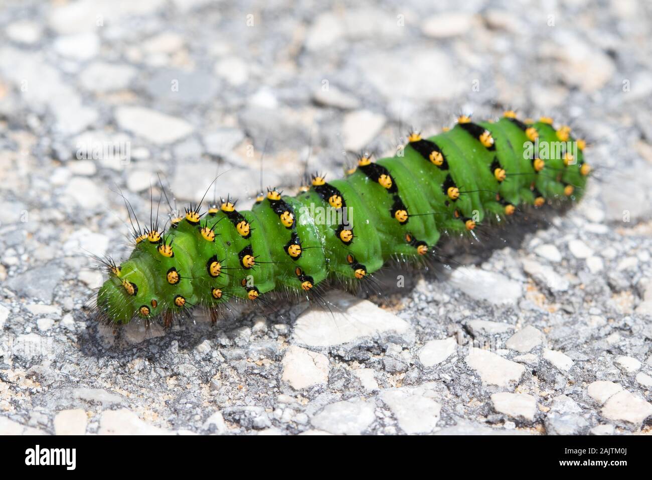 La fin de stade papillon empereur (Saturnia pavonia) Caterpillar Banque D'Images