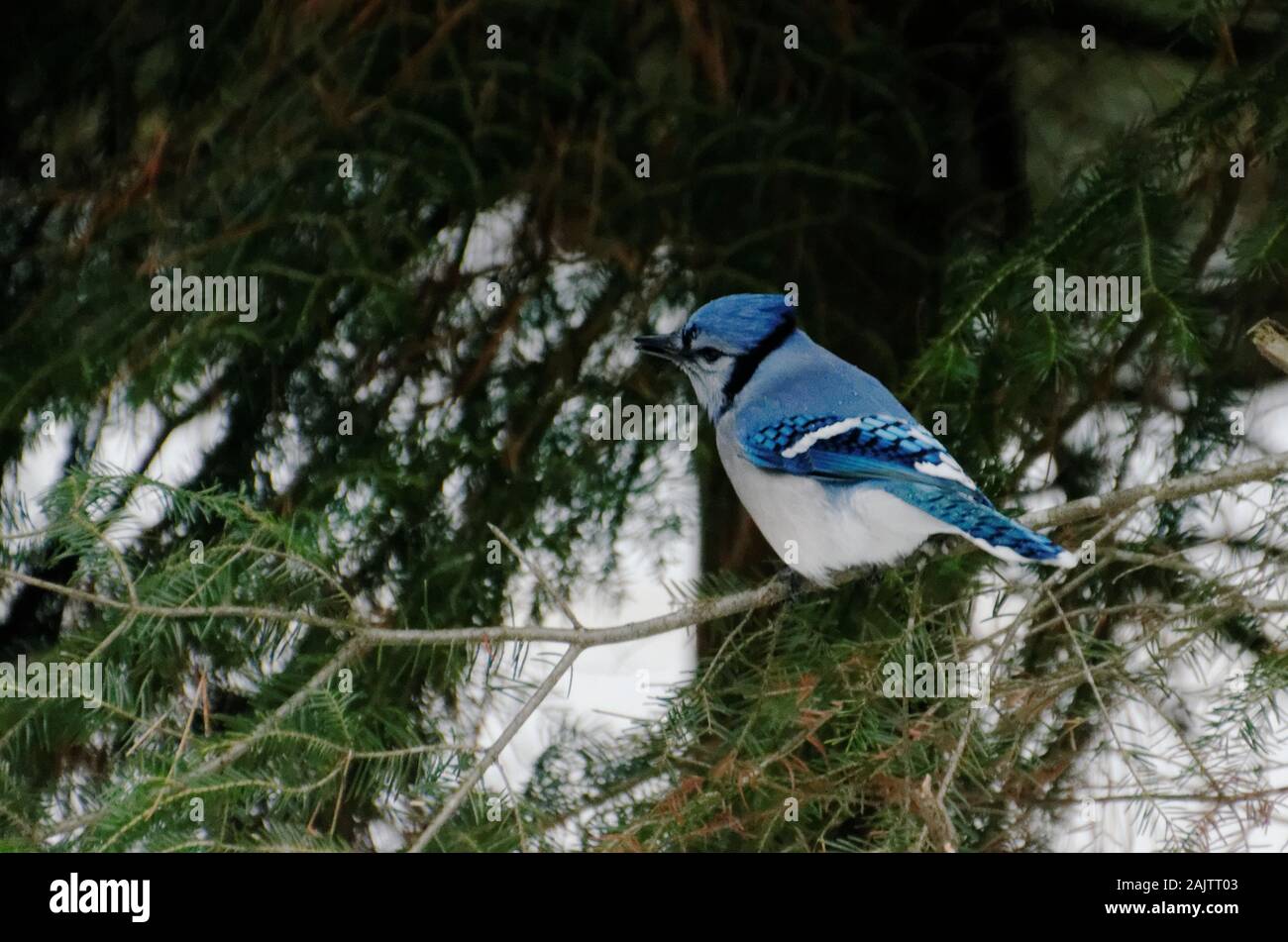 Un geai bleu perché dans un arbre dans les bois. Le geai bleu (Cyanocitta cristata) est une espèce de passereau de l'ordre passériformes dans la famille Corvida Banque D'Images