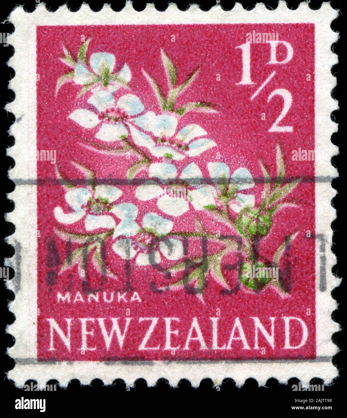 Le manuka (Leptospermum scoparium) Banque D'Images
