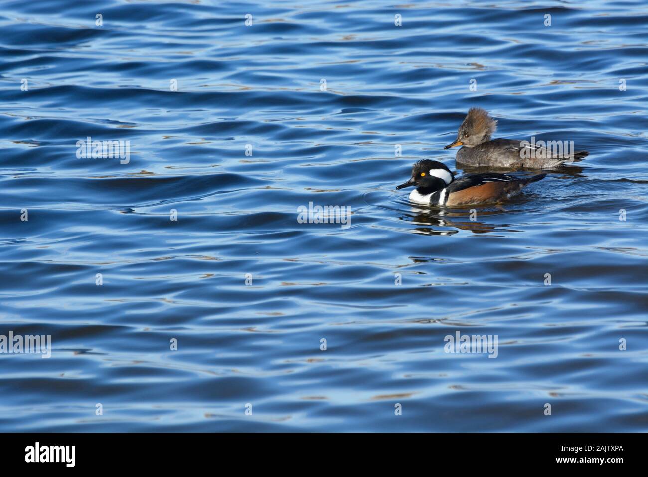 Harle couronné mâle et femelle Canard branchu natation sur le lac des vagues de vent Banque D'Images