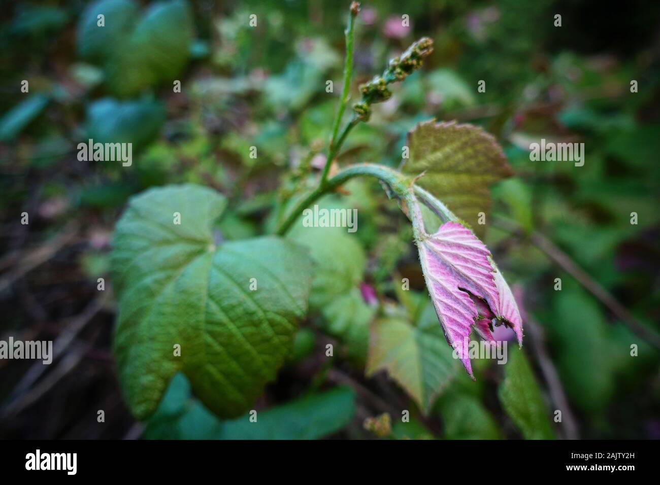 Un jardin luxuriant Banque D'Images