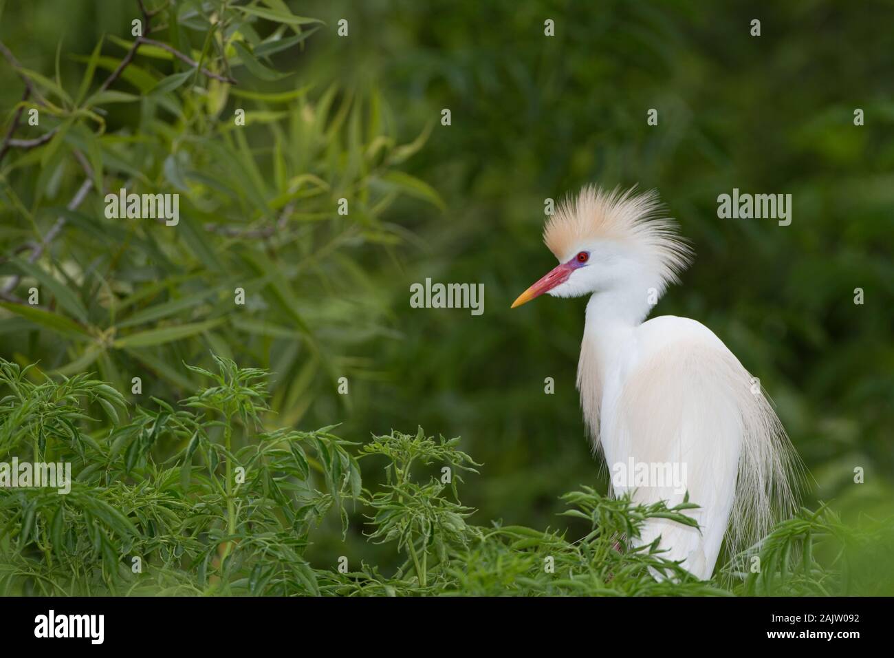 Un héron garde-boeuf solitaire en plumage nuptial. Banque D'Images