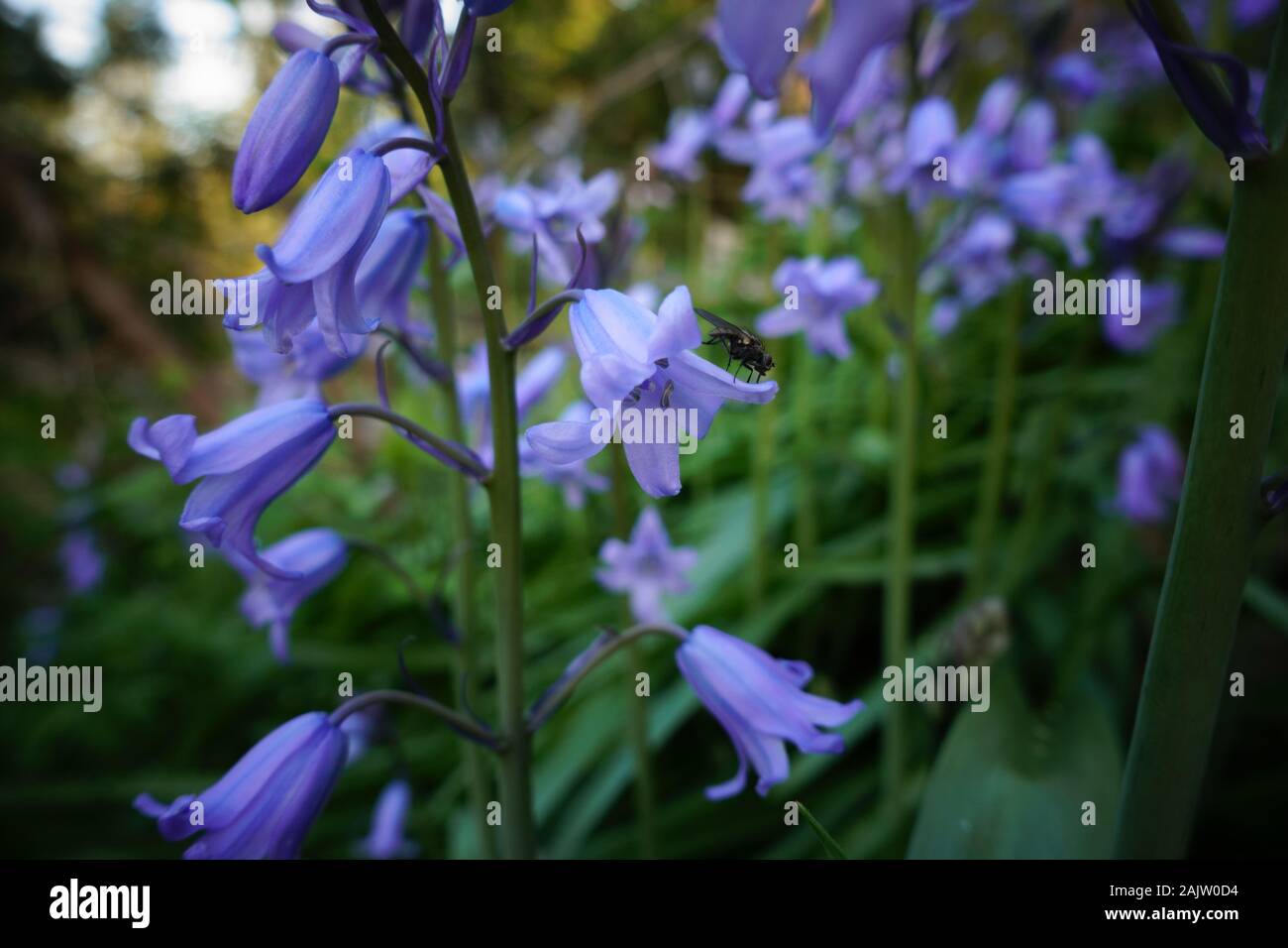 Un riche jardin vert et violet avec des bogues. Banque D'Images
