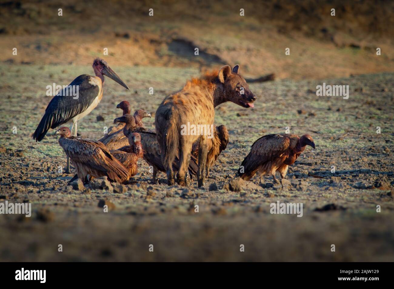 L'Hyène tachetée - Crocuta crocuta plusieurs des hyènes et des vautours qui se nourrissent de l'éléphant mort dans la boue, Mana Pools au Zimbabwe. Très tôt dans la masse à sec Banque D'Images