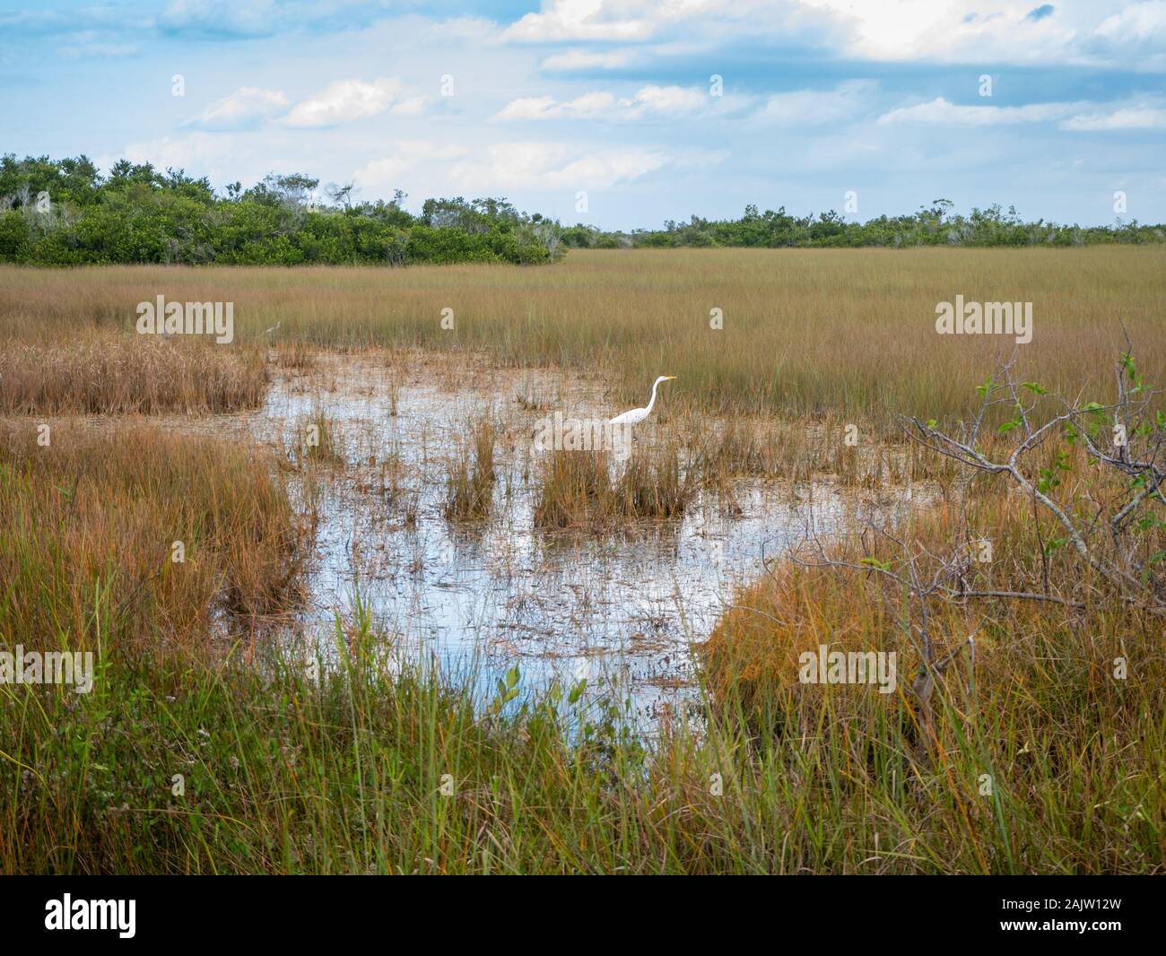 Herbes, arbres, et d'une aigrette de chasse dans le parc national des Everglades, Miami, Floride, USA Banque D'Images