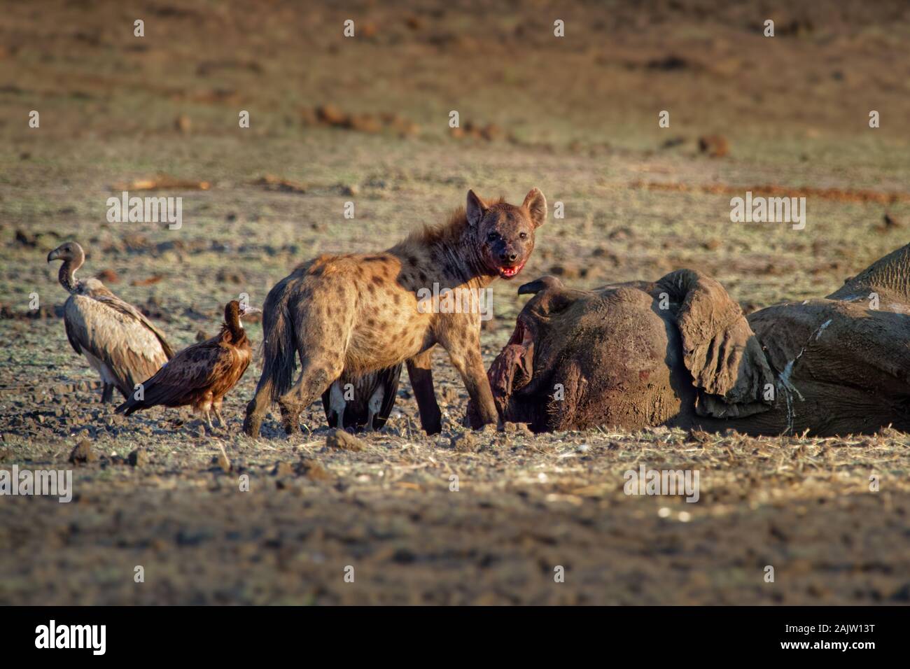 L'Hyène tachetée - Crocuta crocuta plusieurs des hyènes et des vautours qui se nourrissent de l'éléphant mort dans la boue, Mana Pools au Zimbabwe. Très tôt dans la masse à sec Banque D'Images