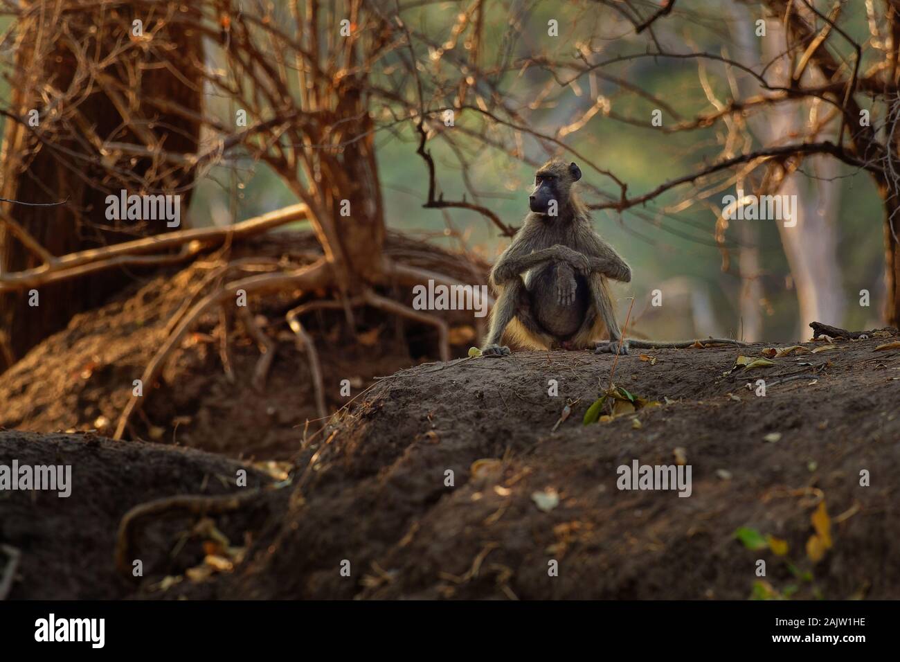 Babouin Chacma - Papio ursinus griseipes Cape ou babouin, singe vervet famille,l'un des plus grands de tous les singes, situés principalement dans le sud de l'Afri Banque D'Images
