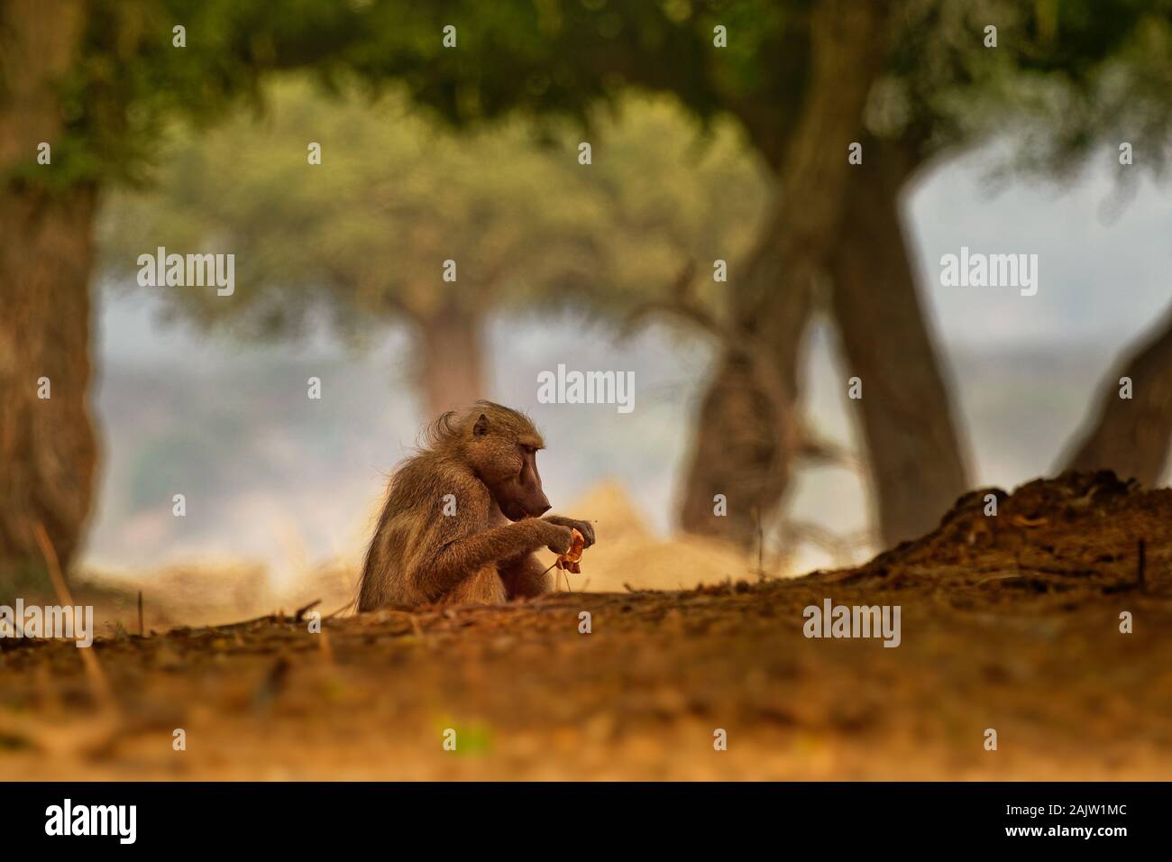 Babouin Chacma - Papio ursinus griseipes Cape ou babouin, singe vervet famille,l'un des plus grands de tous les singes, situés principalement dans le sud de l'Afri Banque D'Images