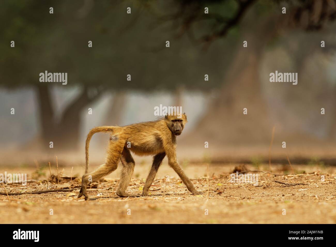 Babouin Chacma - Papio ursinus griseipes Cape ou babouin, singe vervet famille,l'un des plus grands de tous les singes, situés principalement dans le sud de l'Afri Banque D'Images