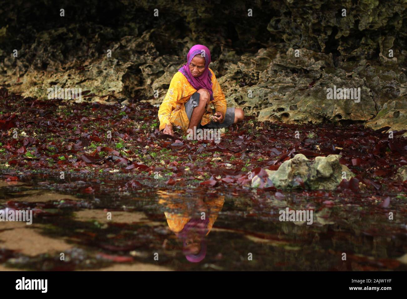 Une femme rechercher d'algues qui a été réalisée par les vagues à la plage.Cette algue peut seulement être obtenu dans la matinée, avant que la marée revient et reprend à partir de la plage d'Kondang Merak. Banque D'Images