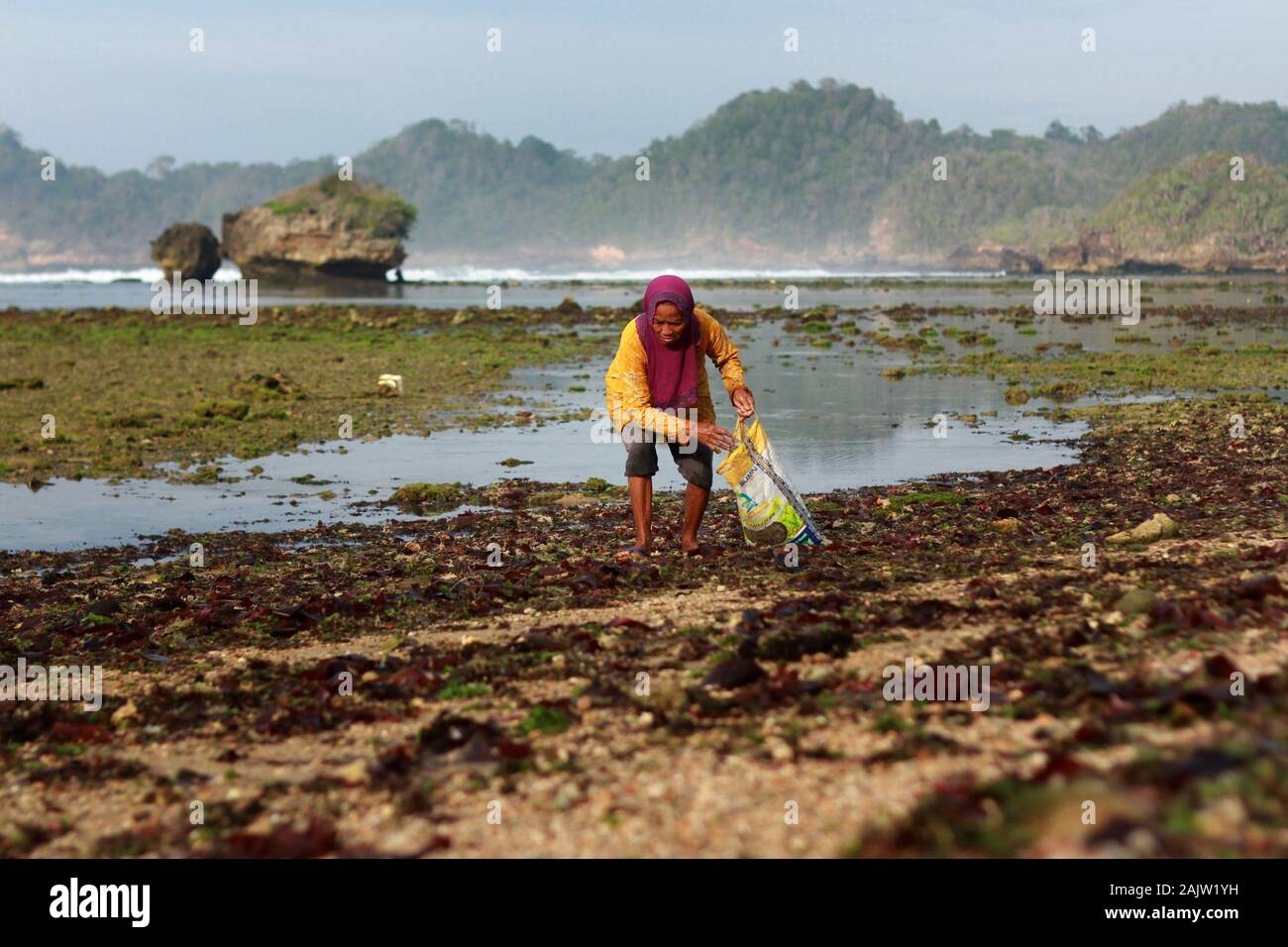 Une femme rechercher d'algues qui a été réalisée par les vagues à la plage.Cette algue peut seulement être obtenu dans la matinée, avant que la marée revient et reprend à partir de la plage d'Kondang Merak. Banque D'Images