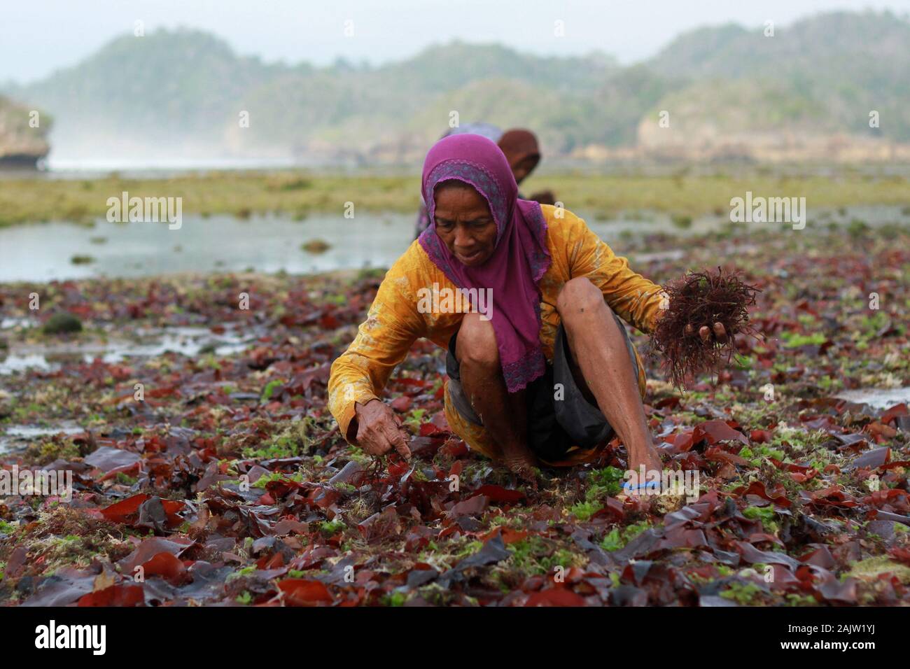 Une femme rechercher d'algues qui a été réalisée par les vagues à la plage.Cette algue peut seulement être obtenu dans la matinée, avant que la marée revient et reprend à partir de la plage d'Kondang Merak. Banque D'Images