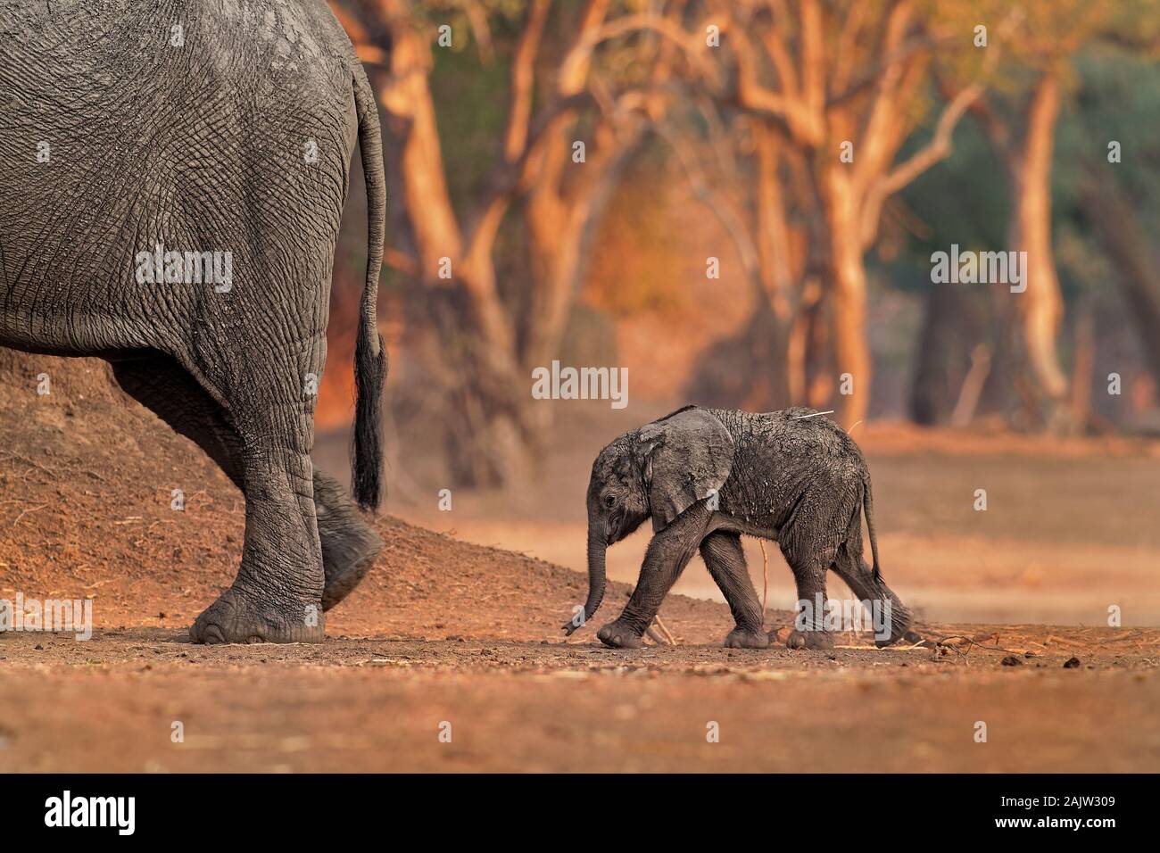 Bush africain Elephant - Loxodonta africana petit bébé éléphant avec sa mère, boire, sucer le lait, marcher et manger les feuilles en Mana Pools dans Zim Banque D'Images