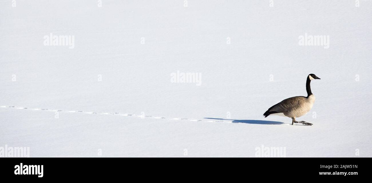 Bernache du Canada (Branta canadensis) à pied à travers l'étang couvert de neige en hiver Banque D'Images