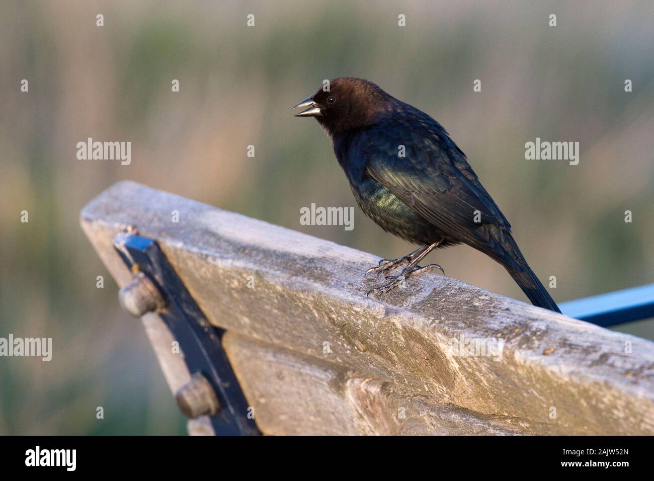 Vacher à tête homme perché sur banc (Molothrus ater) Banque D'Images