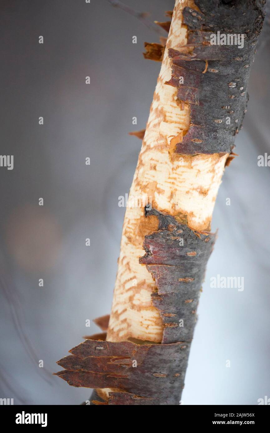 Tronc d'arbre avec écorce mâchée par porc-épic Banque D'Images