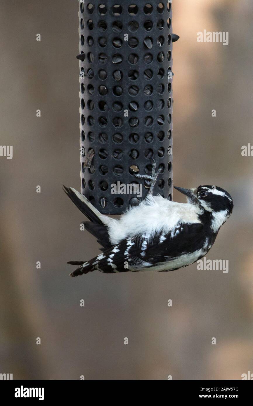 Pic à bois en aval femelle mangeant des graines de tournesol provenant d'un mangeoire à oiseaux dans la station de jardin (Dryobates pubescens) Banque D'Images