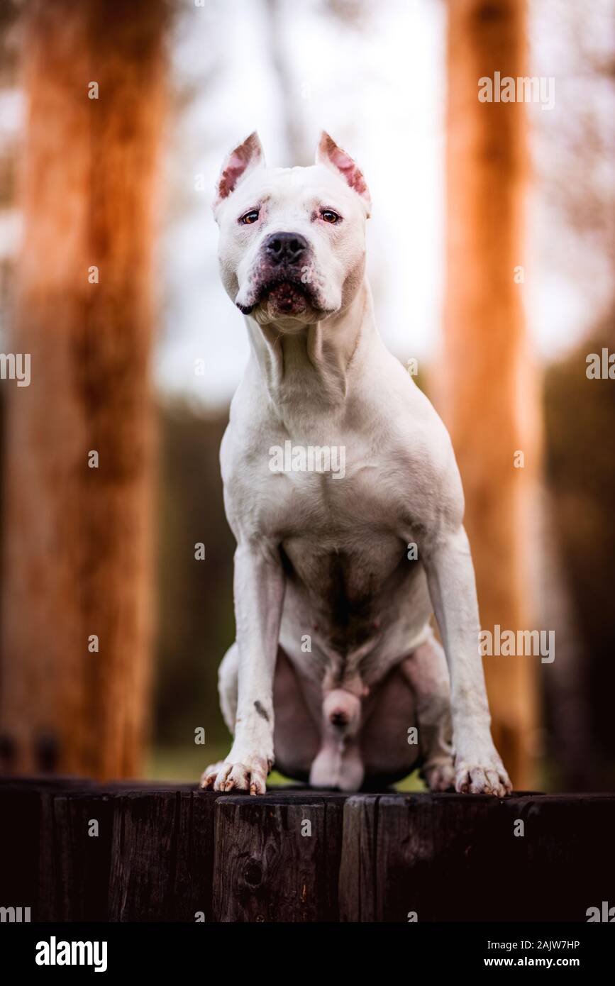 Portrait of white American Pitbull Terrier en plein air en forêt d'automne Banque D'Images