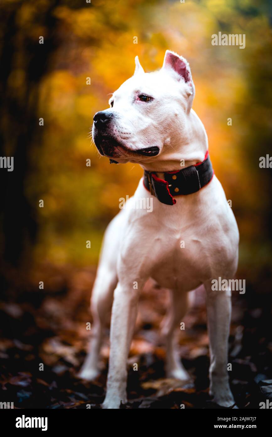 Portrait of white American Pitbull Terrier en plein air en forêt d'automne Banque D'Images