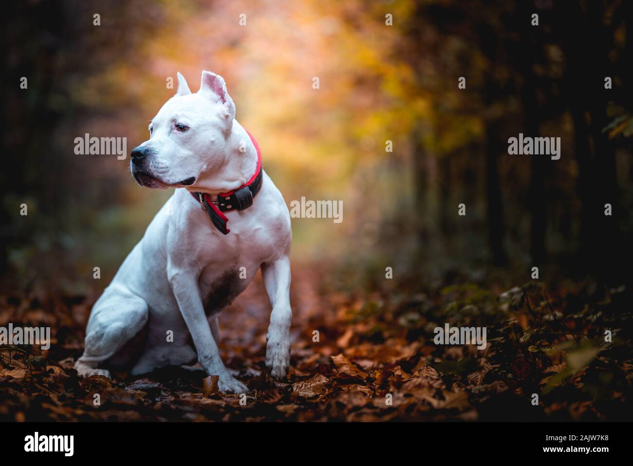 Portrait of white American Pitbull Terrier en plein air en forêt d'automne Banque D'Images