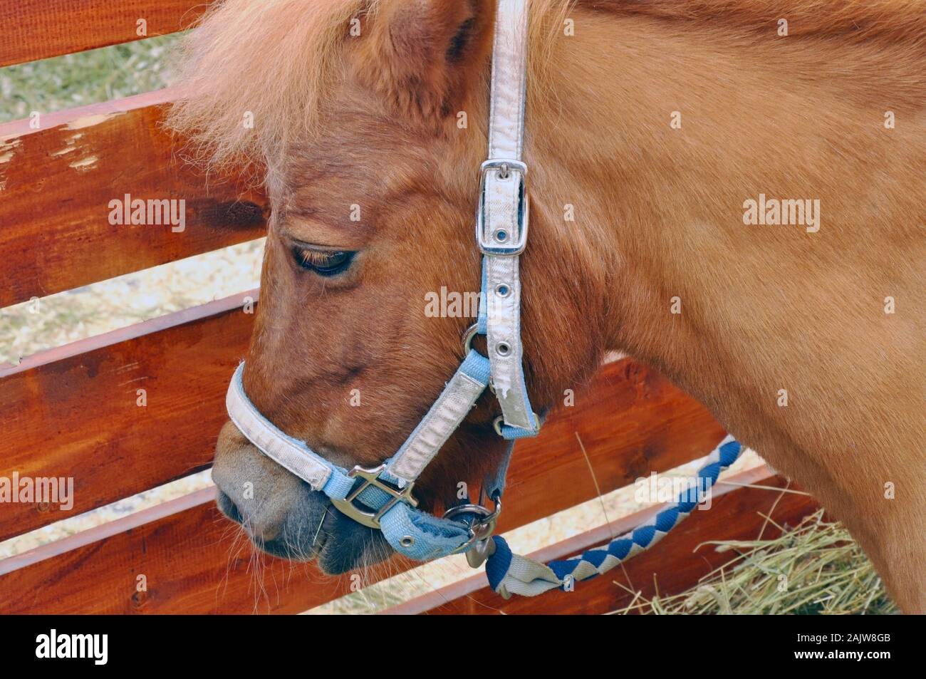 Poney rouge avec un faisceau dans le paddock. Animaux Banque D'Images