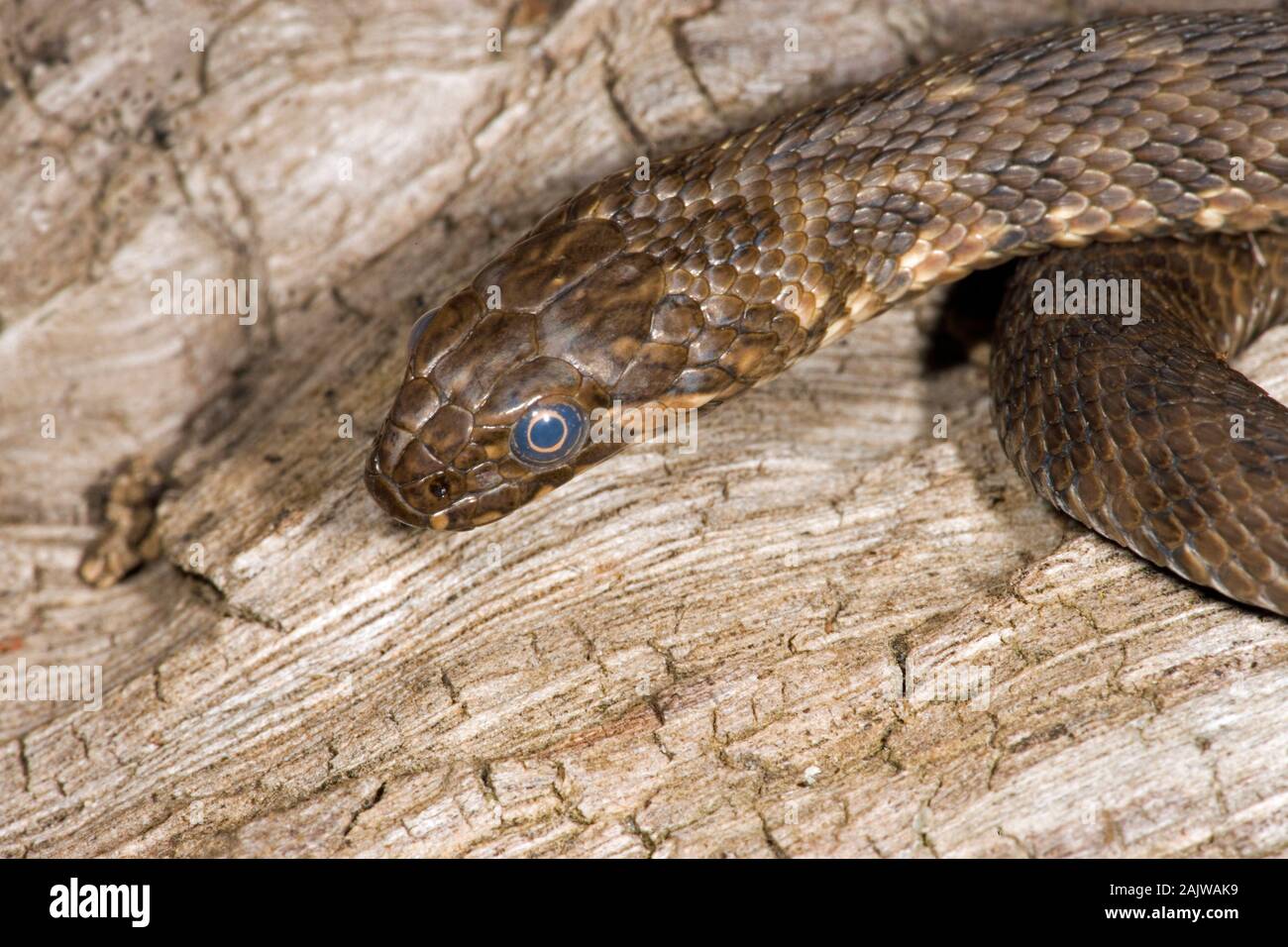 VIPERINE Snake (Natrix maura). À propos de slough n.b. la décoloration de la surface opaque de l'échelle de l'œil. L'Espagne. Banque D'Images