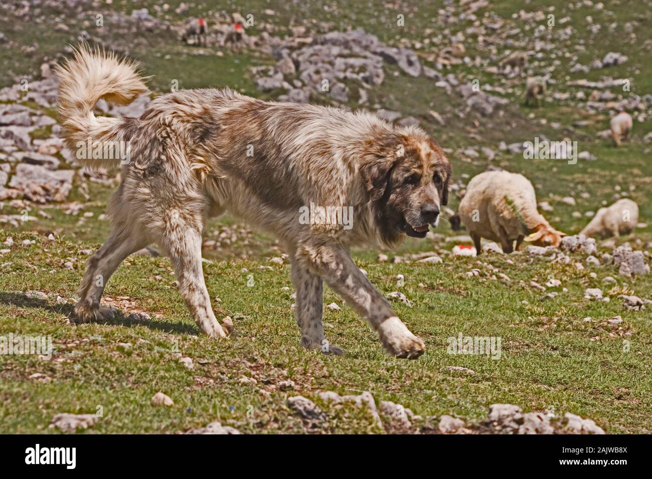 Chien de Berger des Pyrénées (race locale) Canis lupus familiaris. Picos de Europa, les Asturies, dans le nord de l'Espagne. Banque D'Images