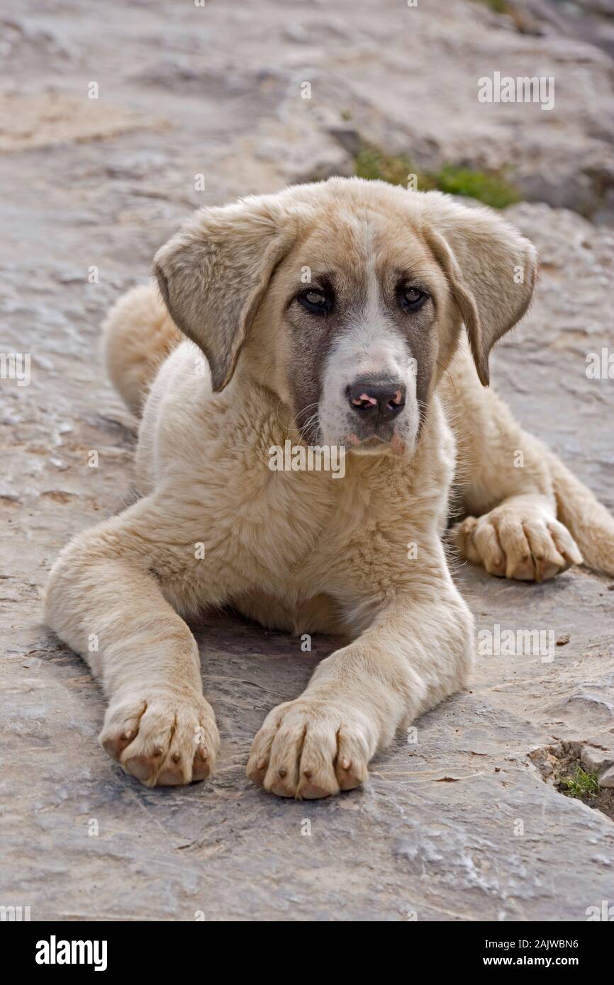 Chien de Berger des Pyrénées (race locale) Canis familiaris bien cultivé des chiot. Vigilant sur le devoir d'un jeune âge. Picos de Europa, les Asturies, dans le nord de l'Espagne. Banque D'Images