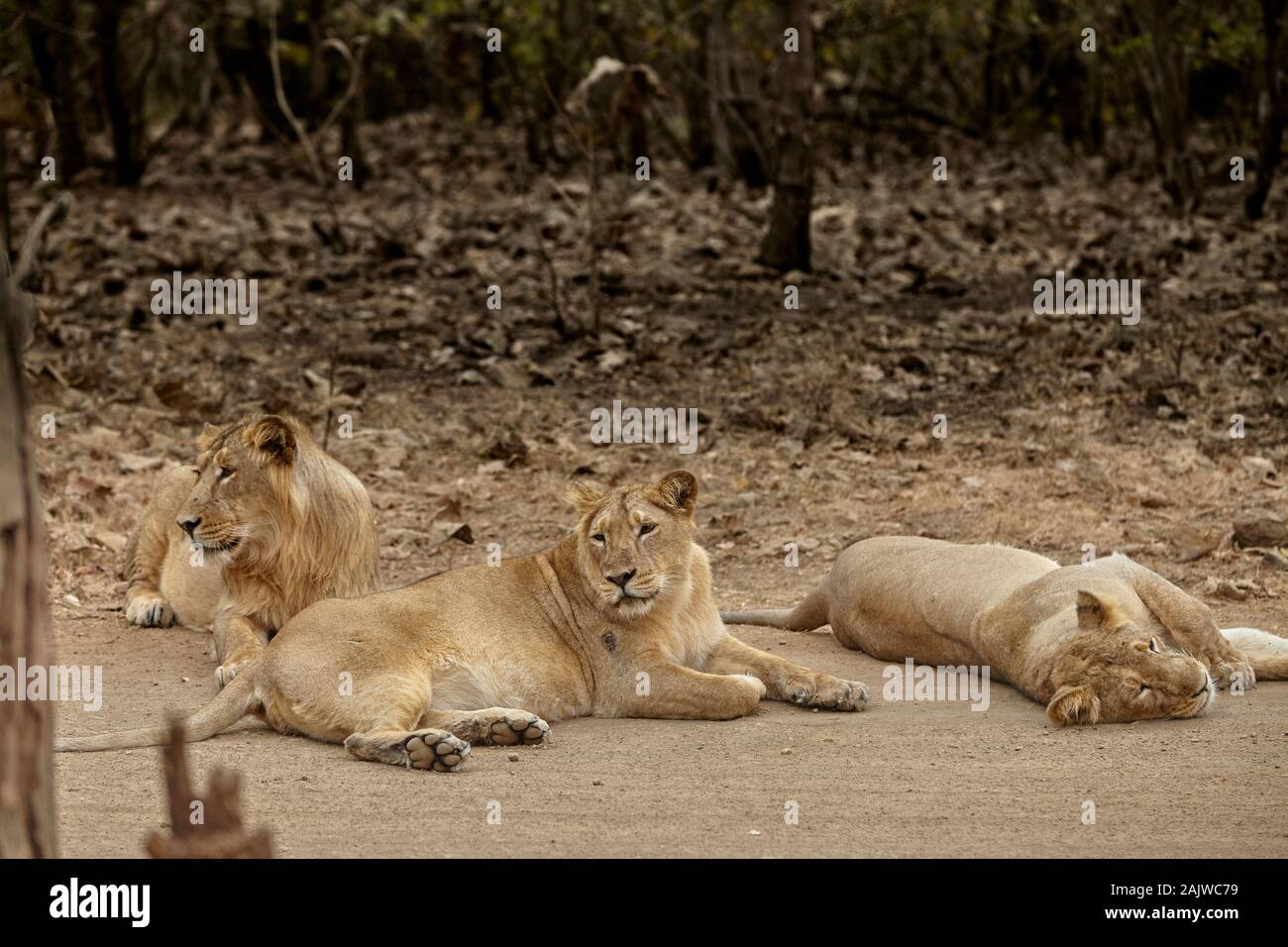 Les lions d'Asie sur la voie au RIF, forêt de l'Inde. Banque D'Images