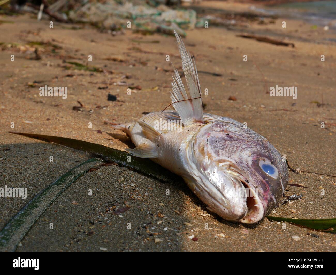 Poissons morts dans la boue polluée beach Banque D'Images
