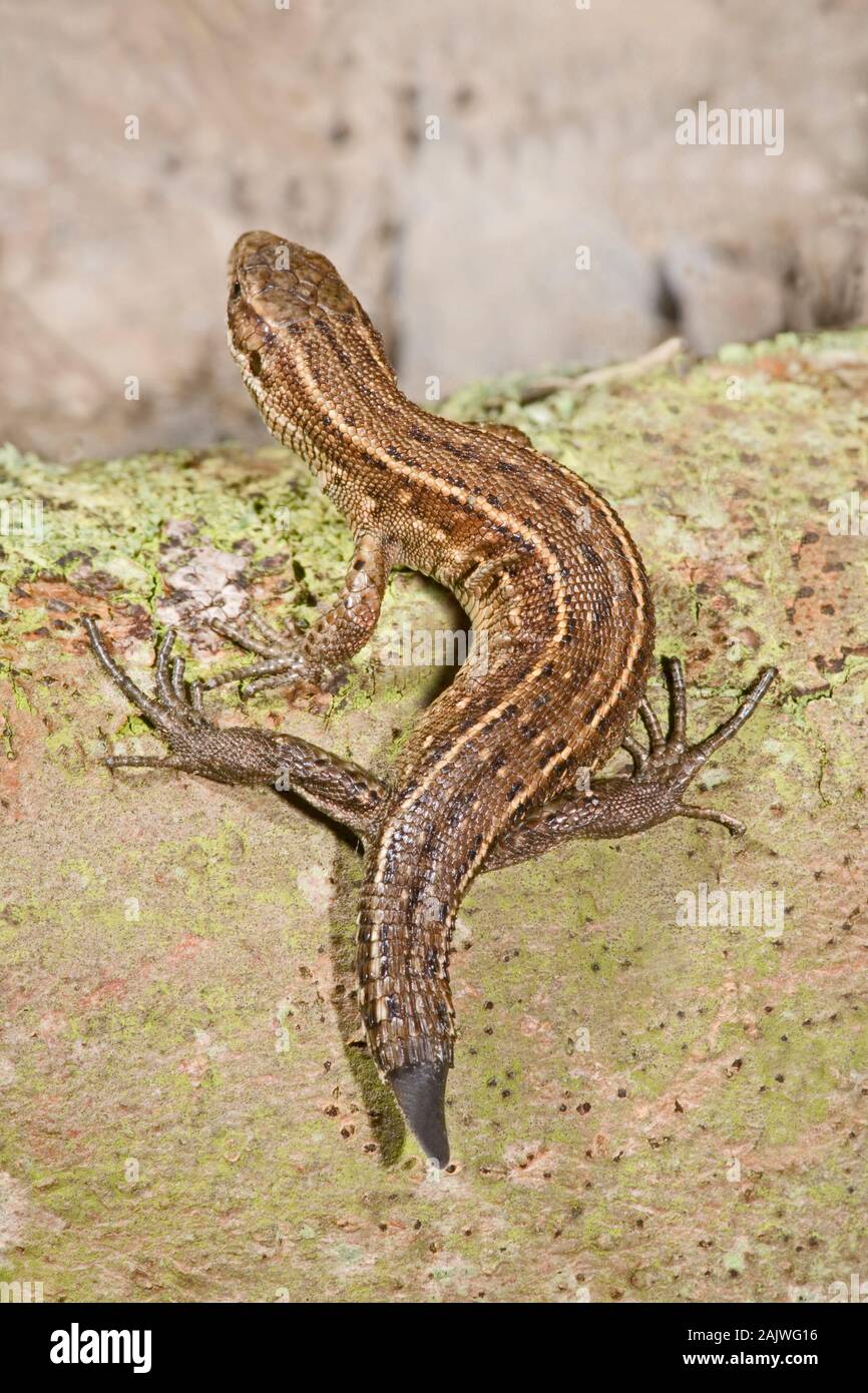 Lézard vivipare Zootoca ou commun (Lacerta vivipara). Femelle avec queue régénérant Norfolk. Banque D'Images