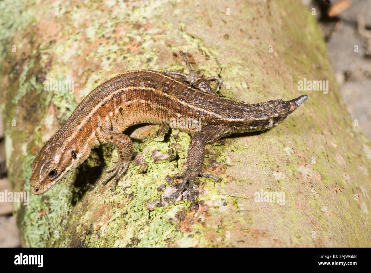 Lézard vivipare Zootoca ou commun (Lacerta vivipara). Femelle avec queue régénérant Norfolk. Banque D'Images