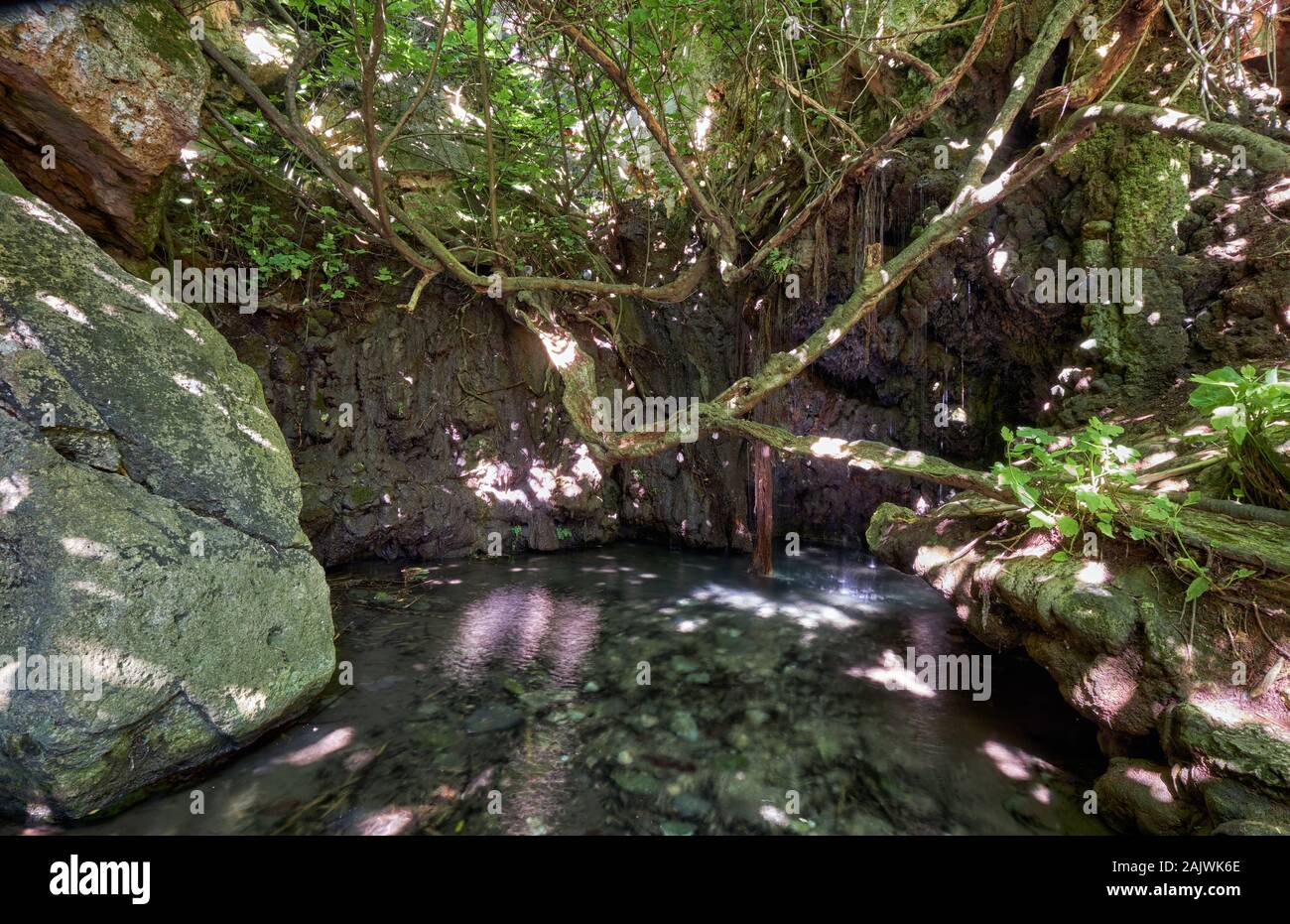 Le célèbre site mythologique - bains d'Aphrodite - la belle piscine dans la grotte naturelle entourée d'un figuier dans le jardin botanique sur Peni Akamas Banque D'Images