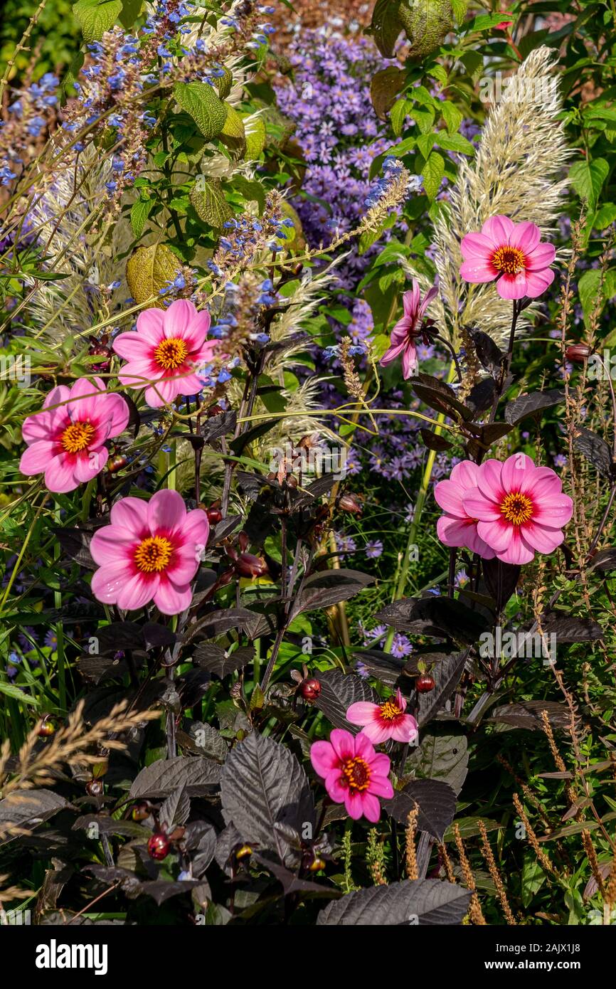 Dahlia Roxy la lumière avec son feuillage foncé vu de plus en plus une frontière de fleurs en automne Banque D'Images