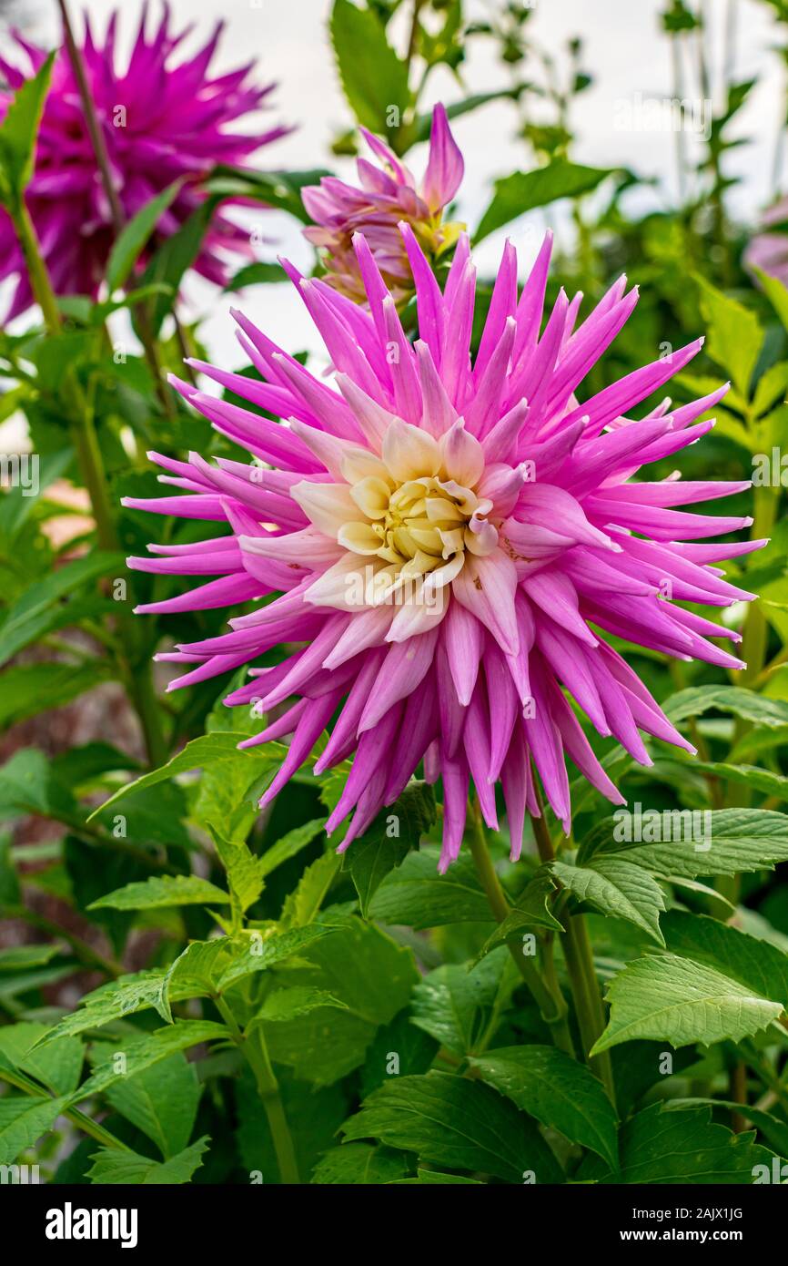 Hillcrest Dahlia Candy dans une fleur frontière est cultivé pour les fleurs coupées ainsi que d'exposition Banque D'Images